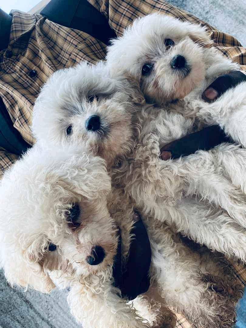 Maltese puppies