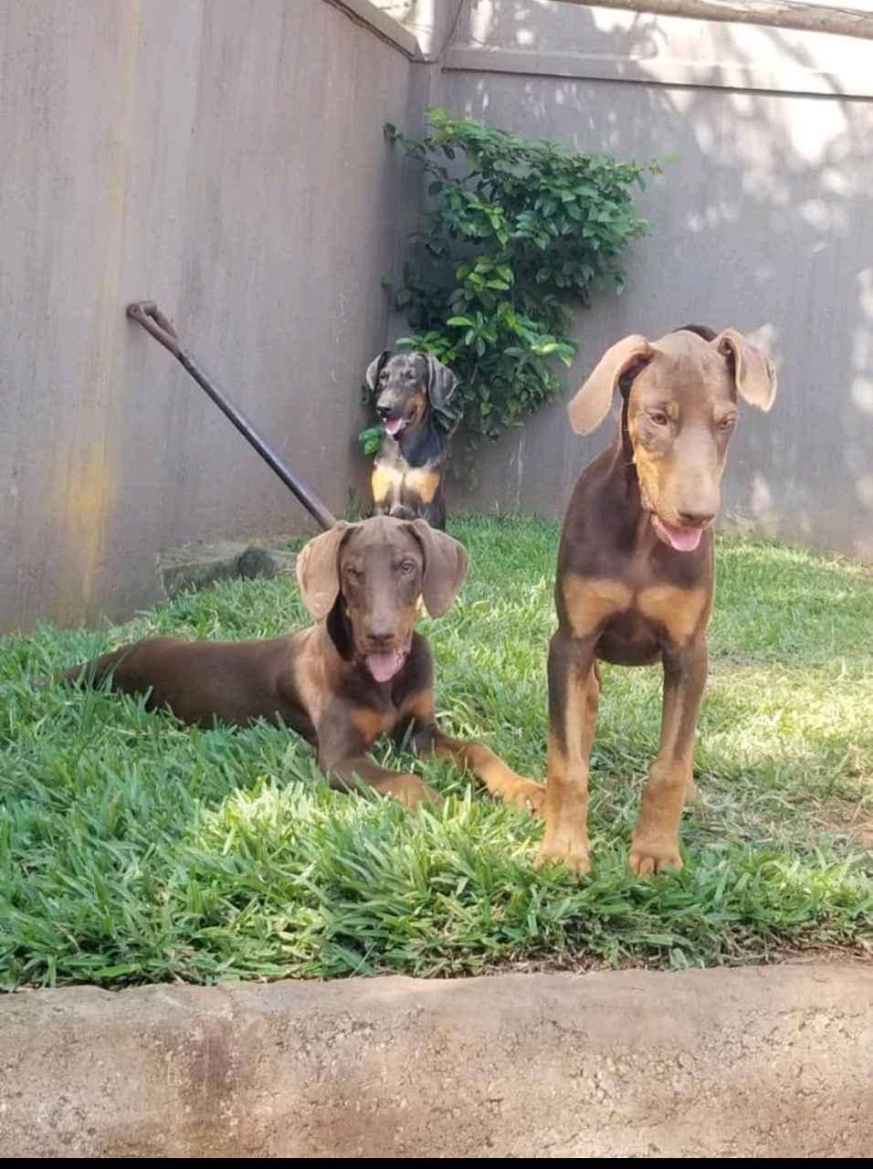 doberman pinscher puppies