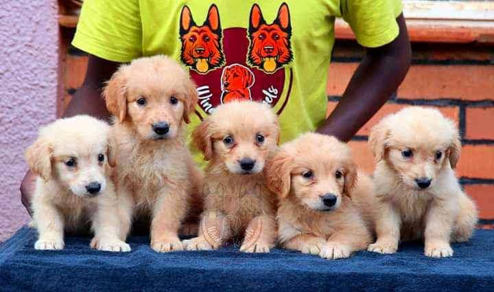 Golden Retriever puppies
