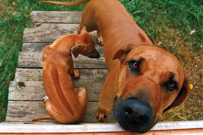 Rhodesian ridgebacks puppies