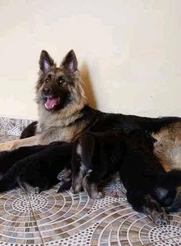 German shepherd puppies
