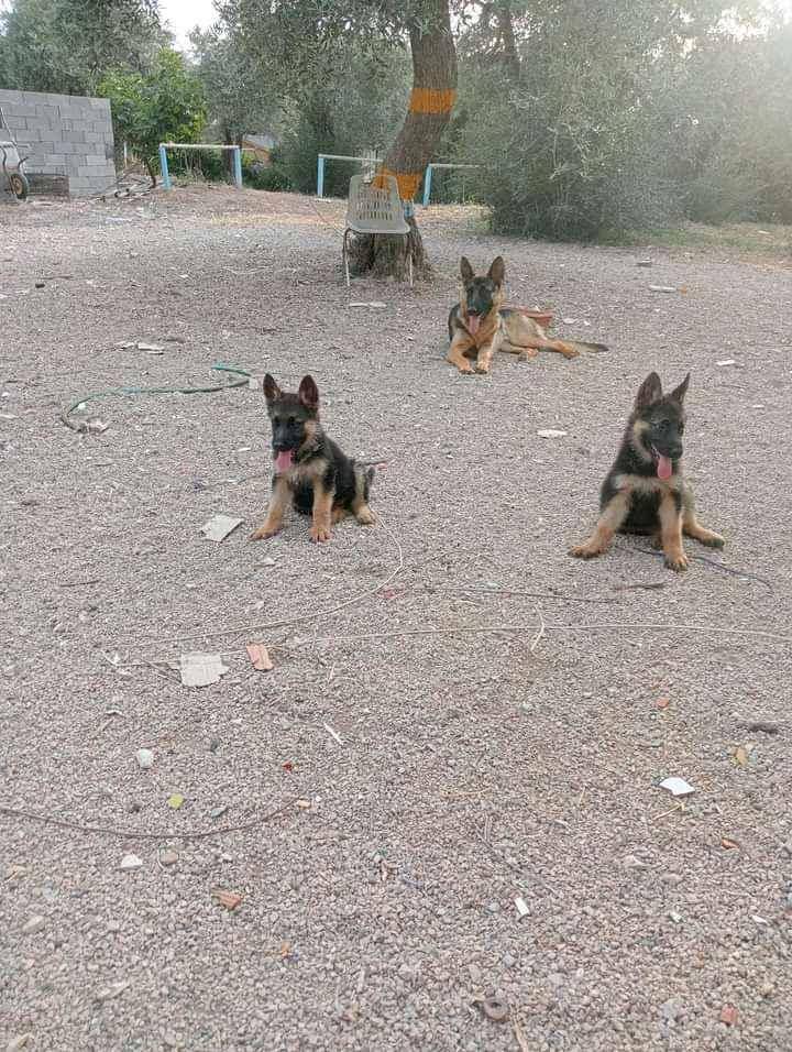 German shepherd puppies