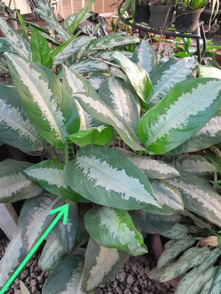 plants,flowers pot 