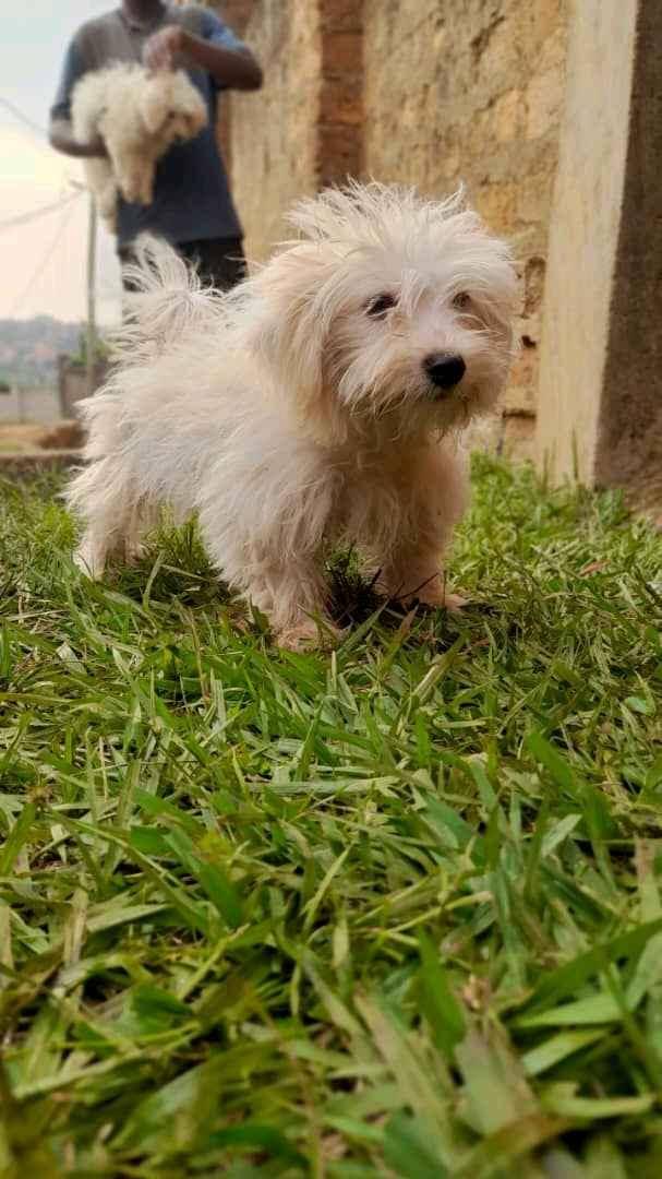 healthy and active maltese