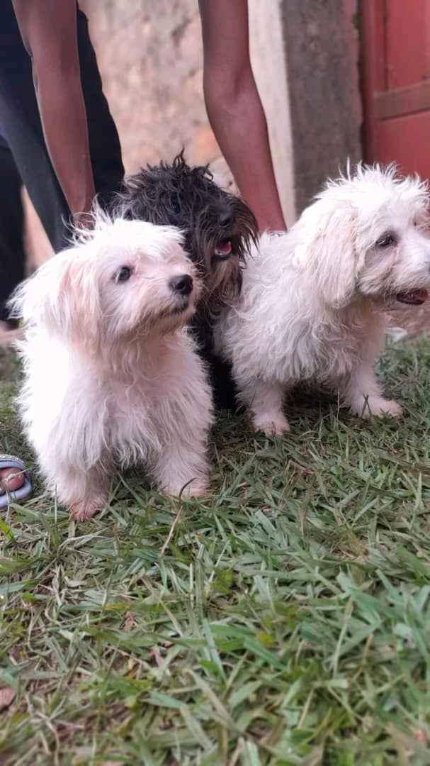 healthy and active maltese