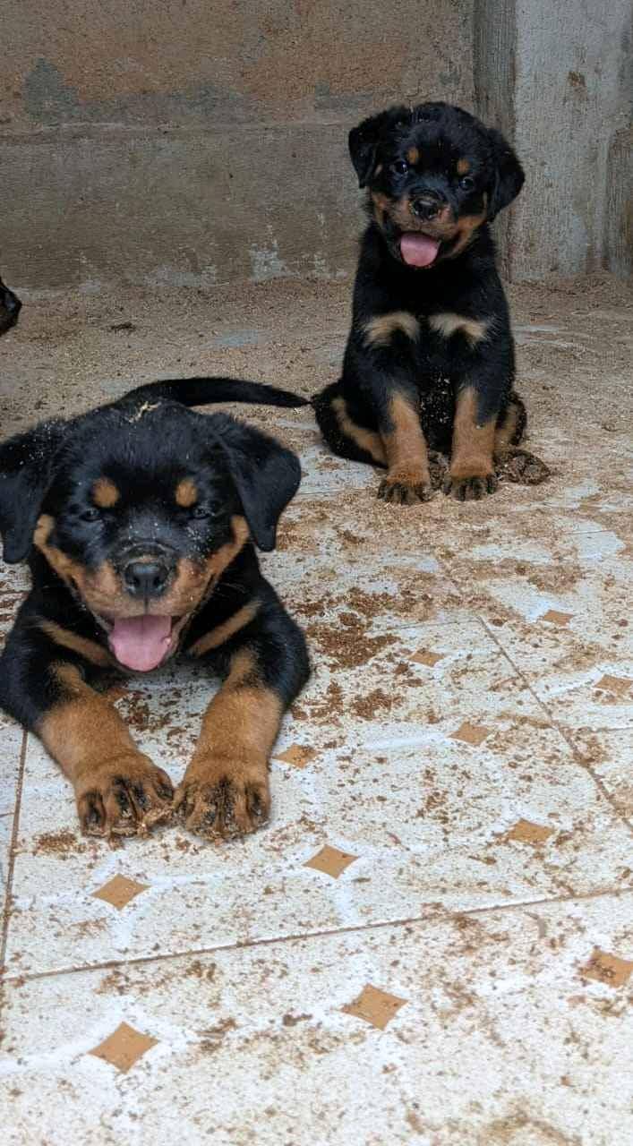 pure breed rwottweilers