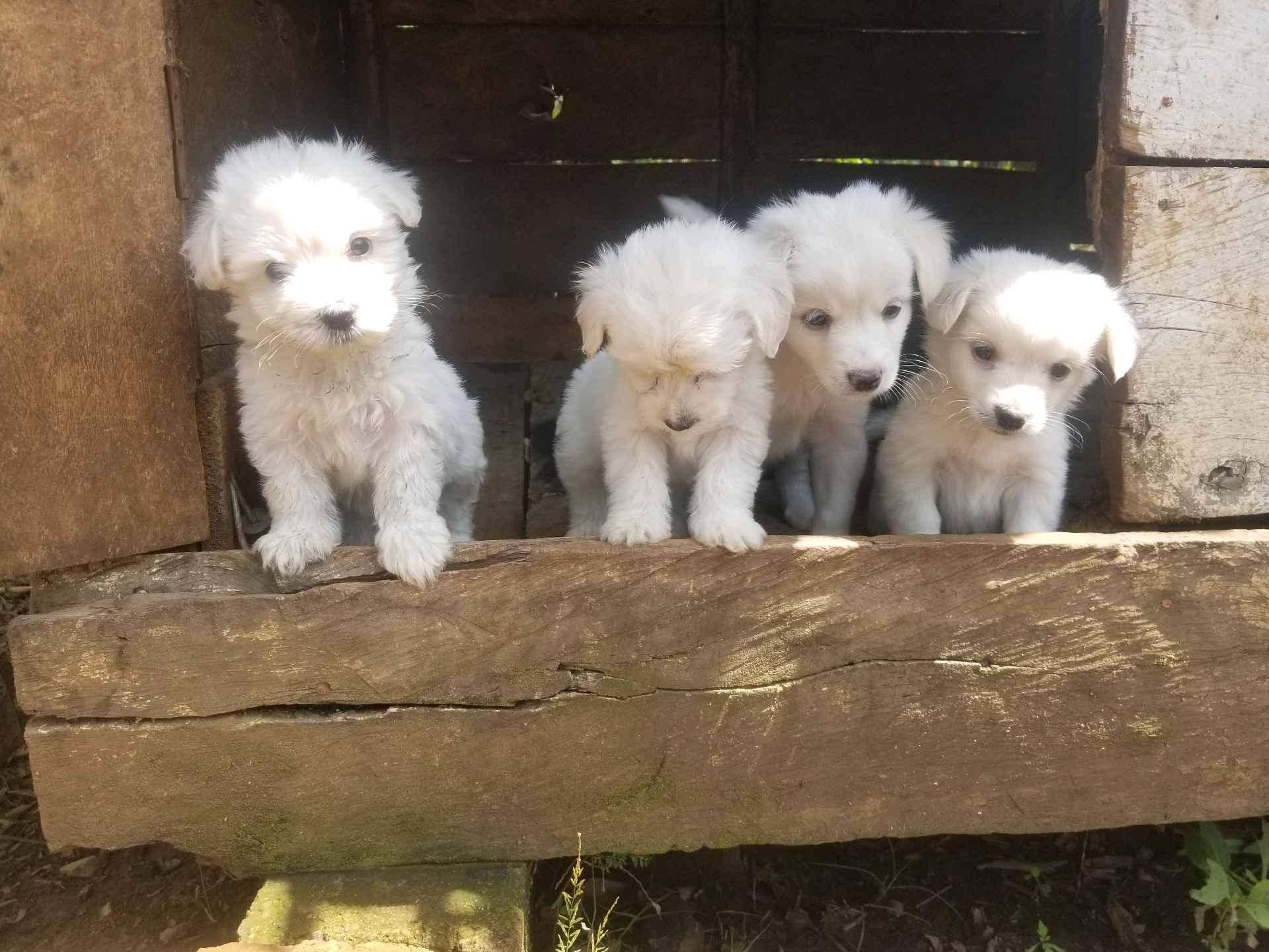 healthy and active maltese