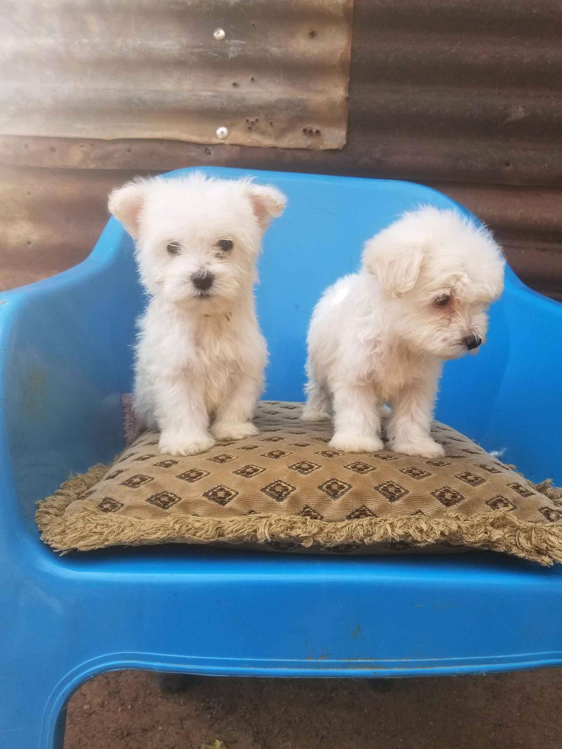 healthy and active maltese