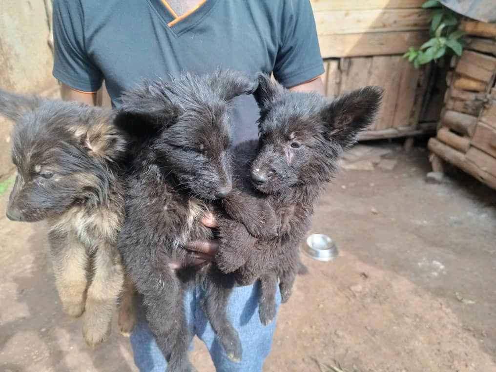 healthy and active well vaccinated german shepherds