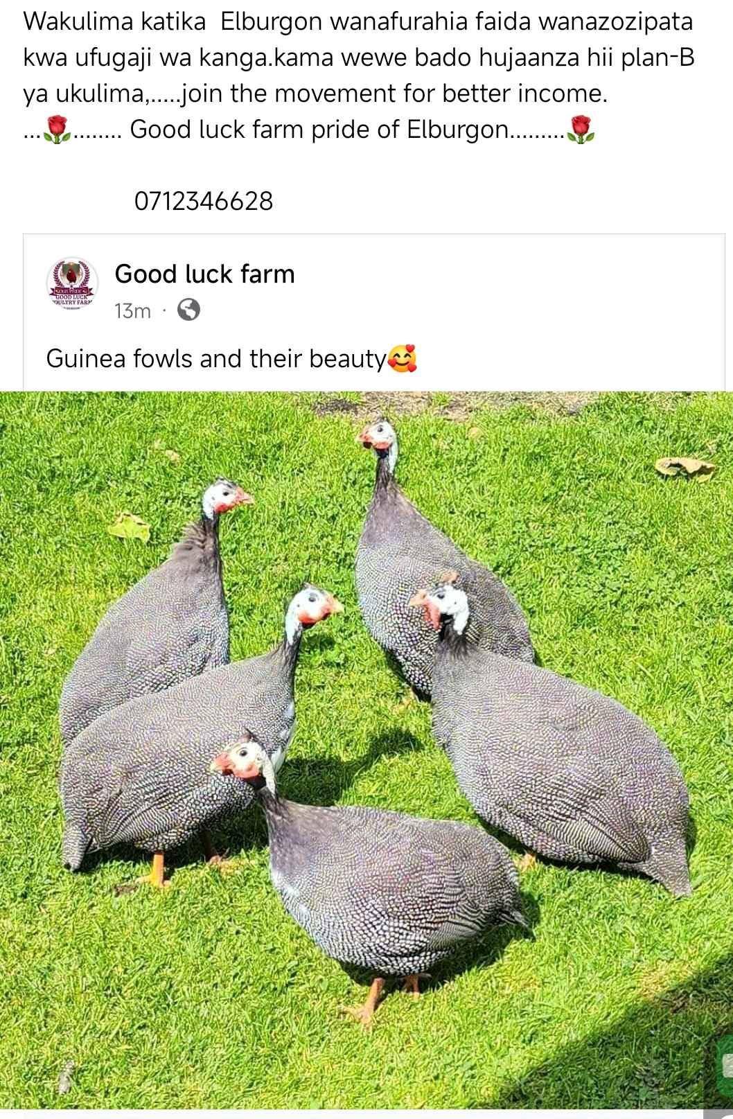 good luck farm