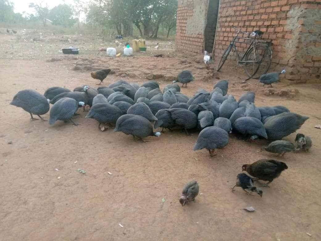 Good luck farm