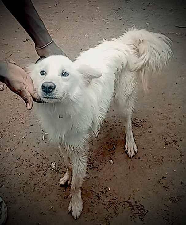 Come all and get your dog