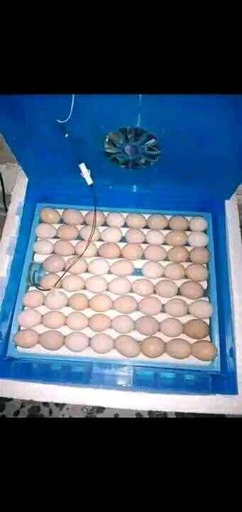 automatic egg incubators