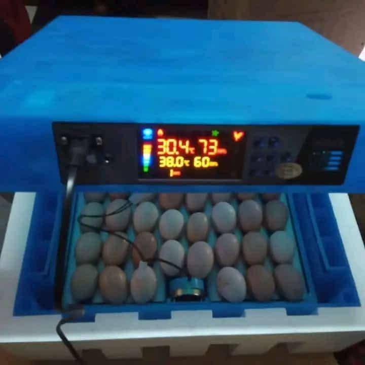 256 eggs incubator 
