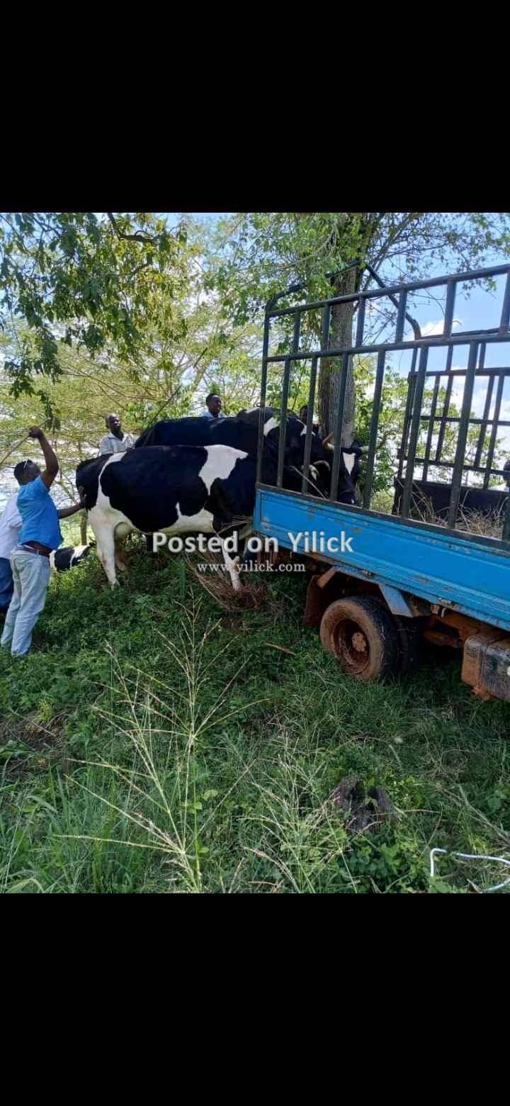 Silage machines