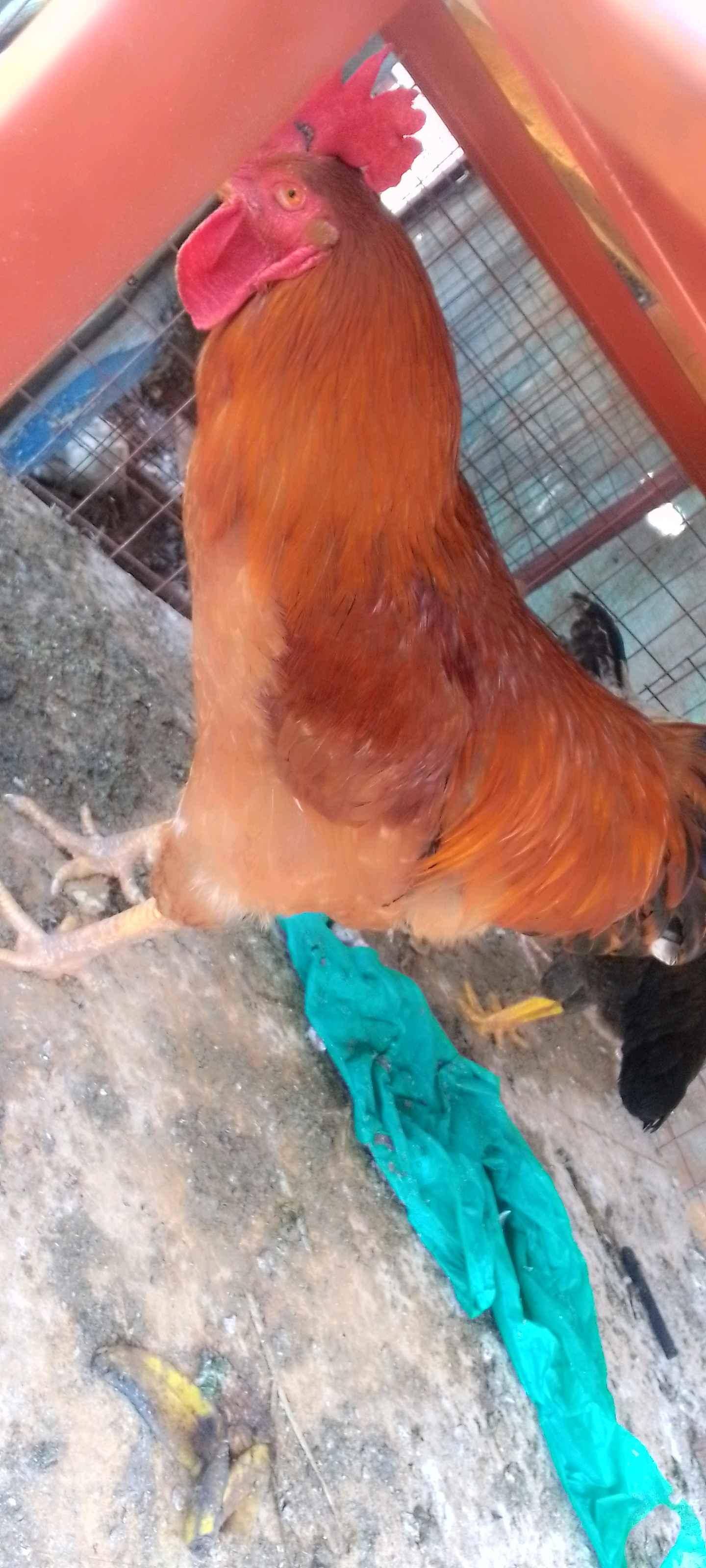 local chicken  nkonko