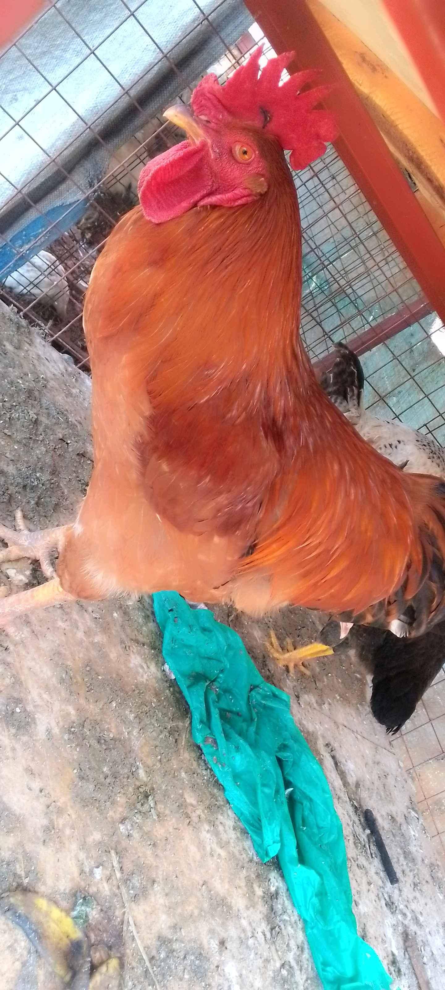 local chicken  nkonko