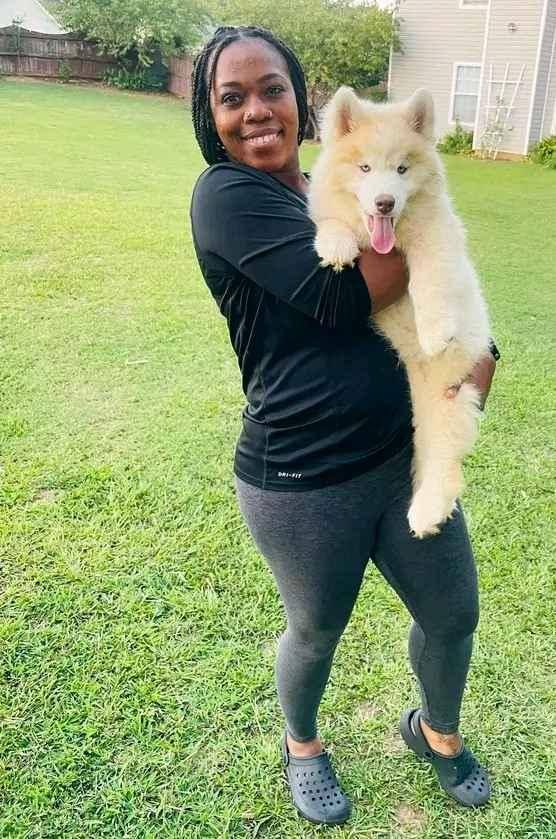 Siberian husky puppy on sell