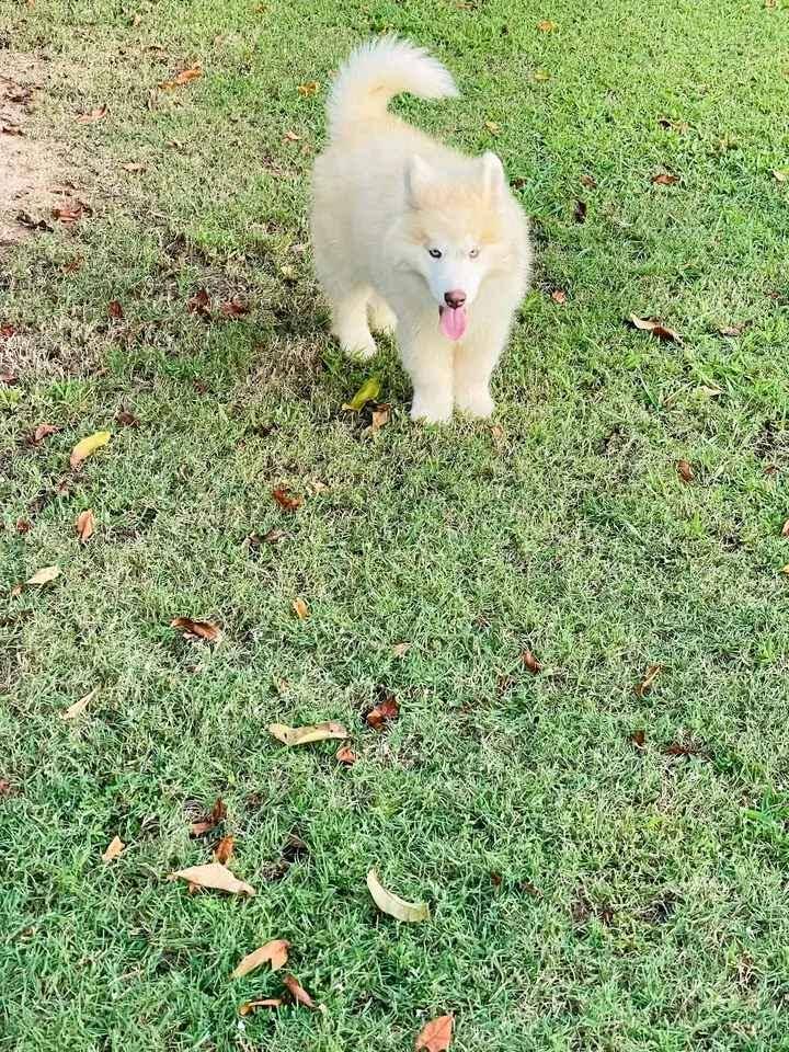 Siberian husky puppy on sell