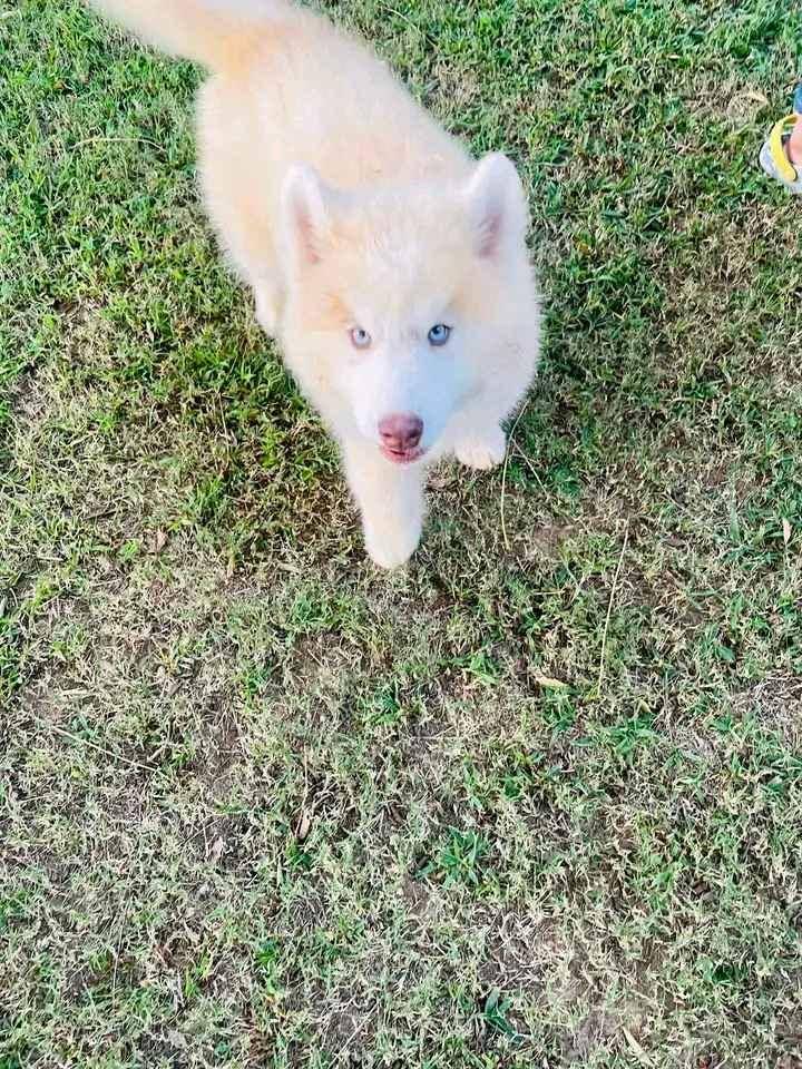 Siberian husky puppy on sell