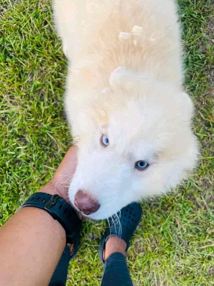 Siberian husky puppy on sell