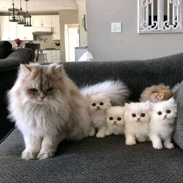 persian cat on market