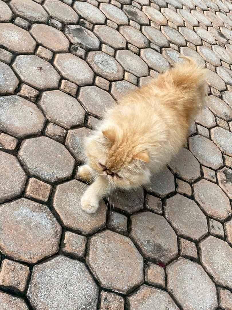 persian cat on market