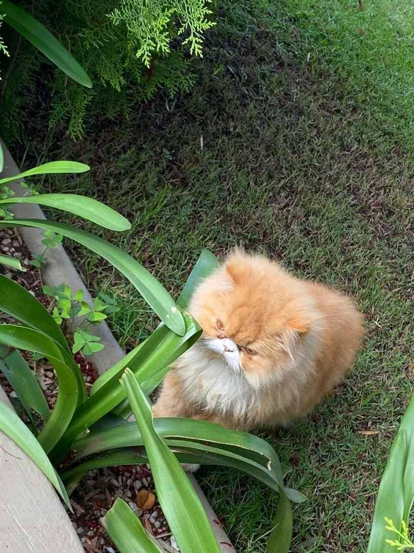 persian cat on market