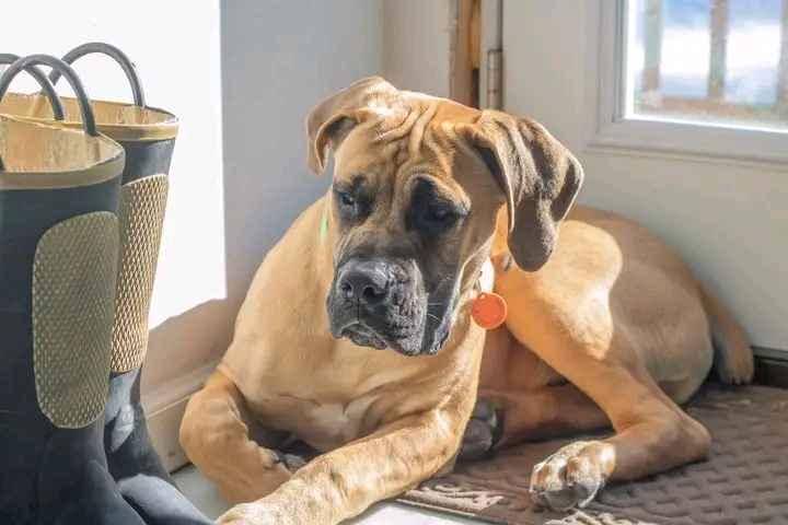 boerboel is available