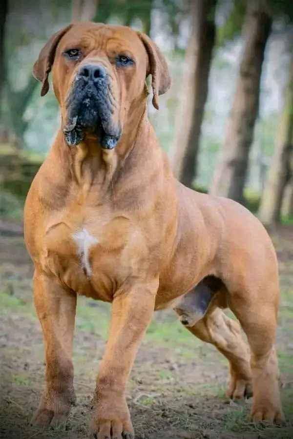 boerboel well trained and vaccinated