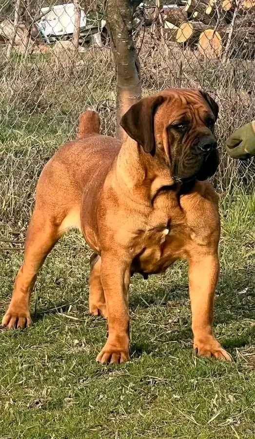 trained boerboel dog available for security