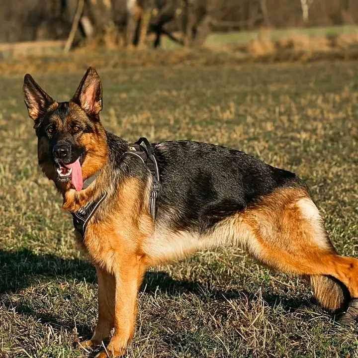 security German Shepherd word trained and vaccinated