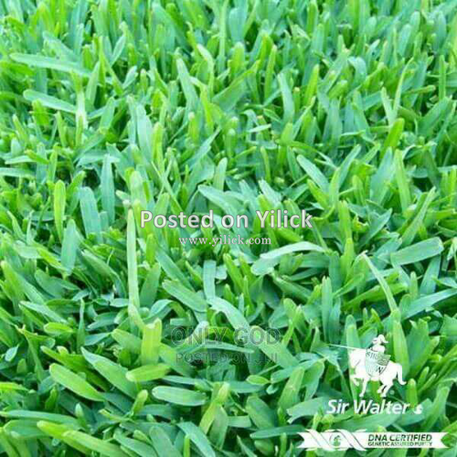 st. Augustine grass/ sir Walter 
