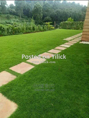 Hybrid buffalo paspalum 