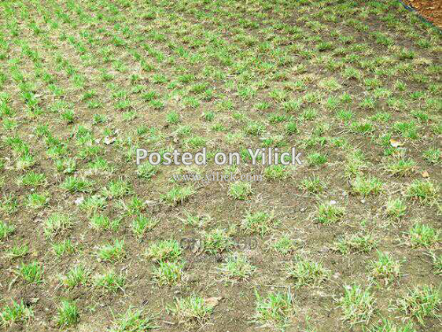 Natural paspalum hybrid grass