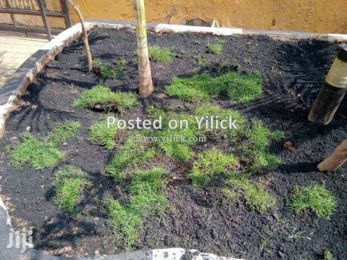 Hybrid buffalo paspalum