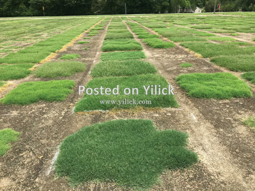 Natural paspalum hybrid grass 